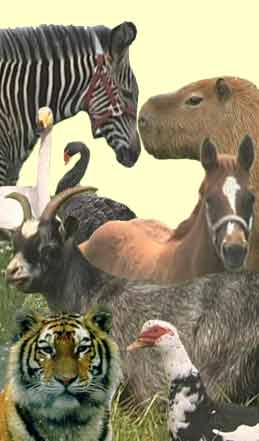 There are dozens of different animals to see at the Good Evening Ranch!