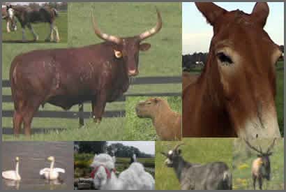 Check out the Great Watusi - This Bull's a lot bigger than you would think!